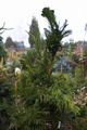 Cryptomeria japonica Cristata-6 Kryptomeria japońska